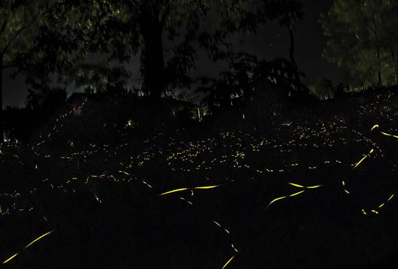 Fireflies in the Night