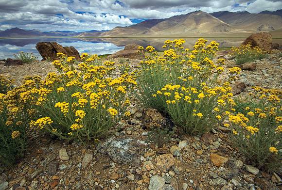 Ajania sps StartsapukTso-Ladakh