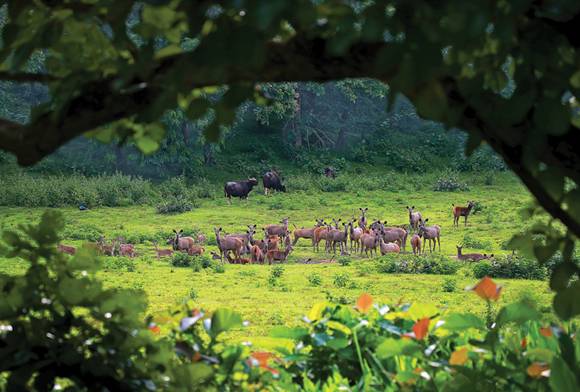 Sambar Deer And Bison