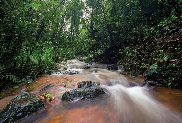Forest Stream, Agumbe