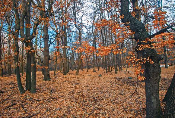 Oak Forest Winter