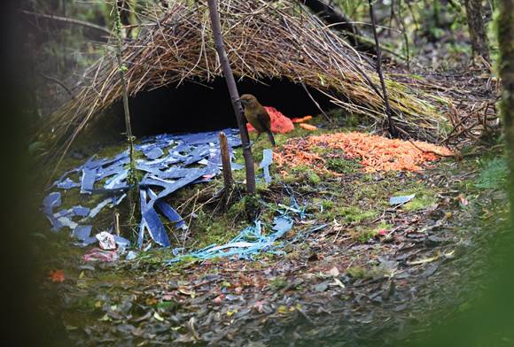 Love Has No Boundaries