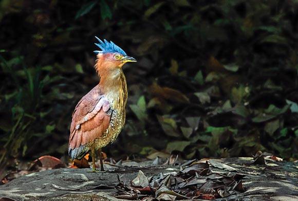 Thattekad Bird Sanctuary, Kerala