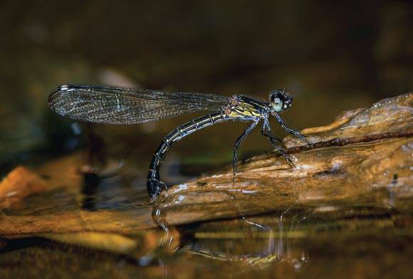 Netravali Wildlife Sanctuary, Goa