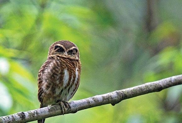 Collared Owlet