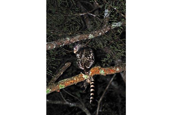 Spot-bellied Eagle-Owl