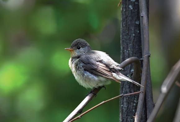 Kashmir Flycatcher