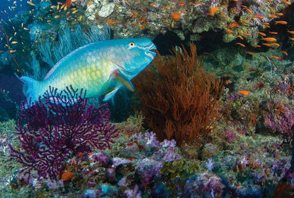 Have You Got The Blues?