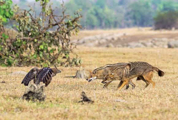 Battle of Wills