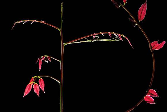 Now you see me now you dont