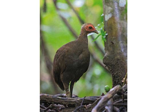 Mega On Birders Lists