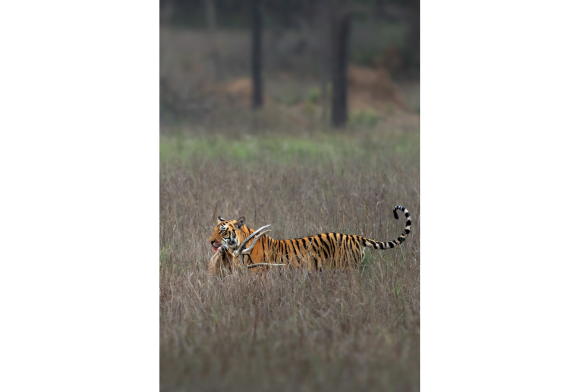 A Tiger Must Eat