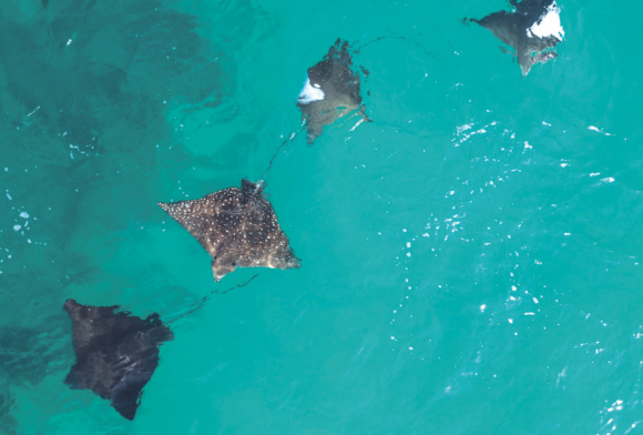 Rays