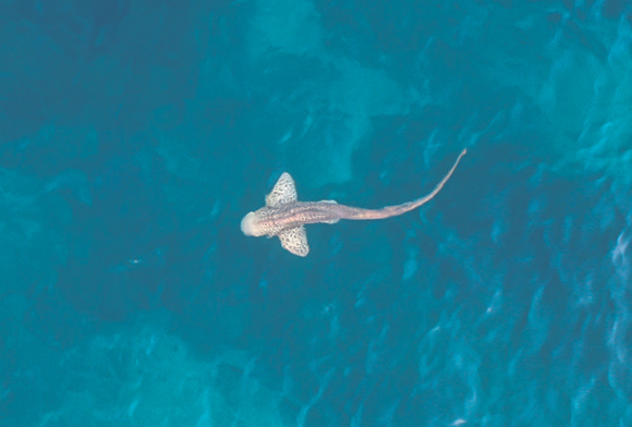 Zebra Sharks