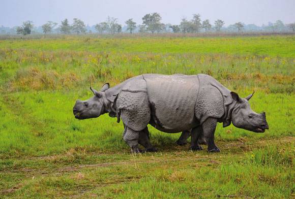 Phoenix from the Ashes