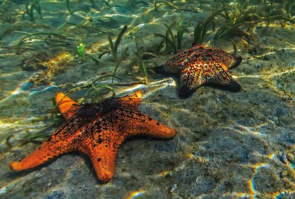 Rewilding the Ocean Floor One Seagrass Meadow