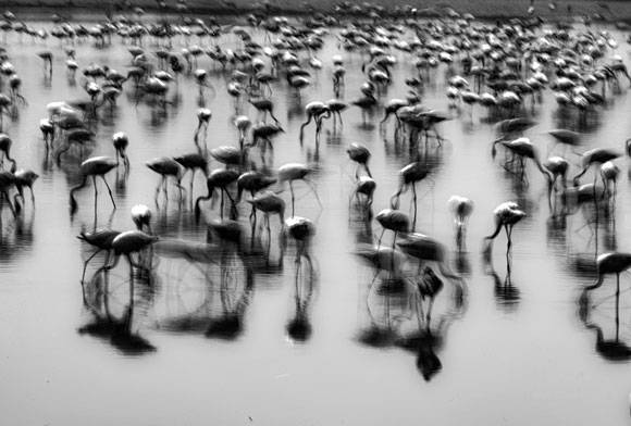 Spirit birds