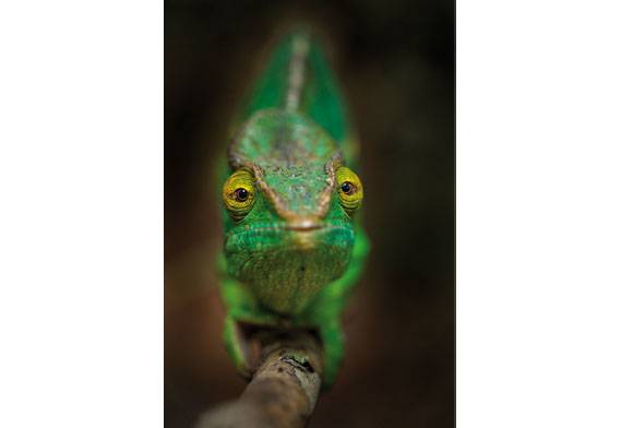 Parsons chameleon
