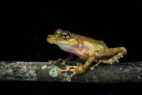 Anamalozoatra Madagascar frog