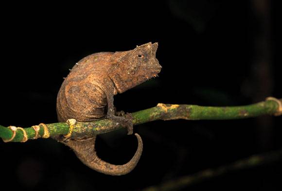 Brown leaf chameleon
