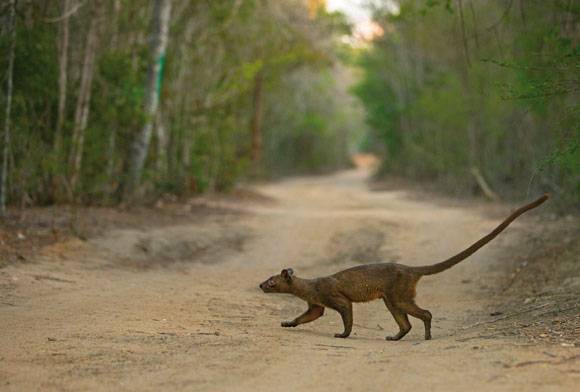 Fossa