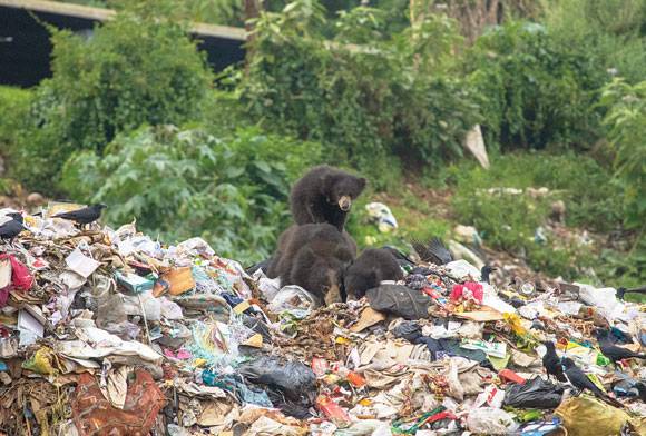 Bear The Consequences