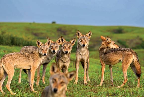 Selfie with the Pack