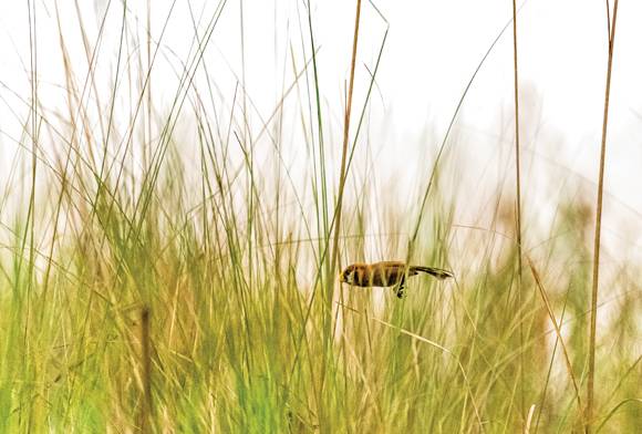 Peering into the Future