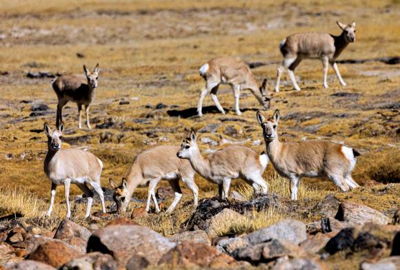 Elegant But Not Cute